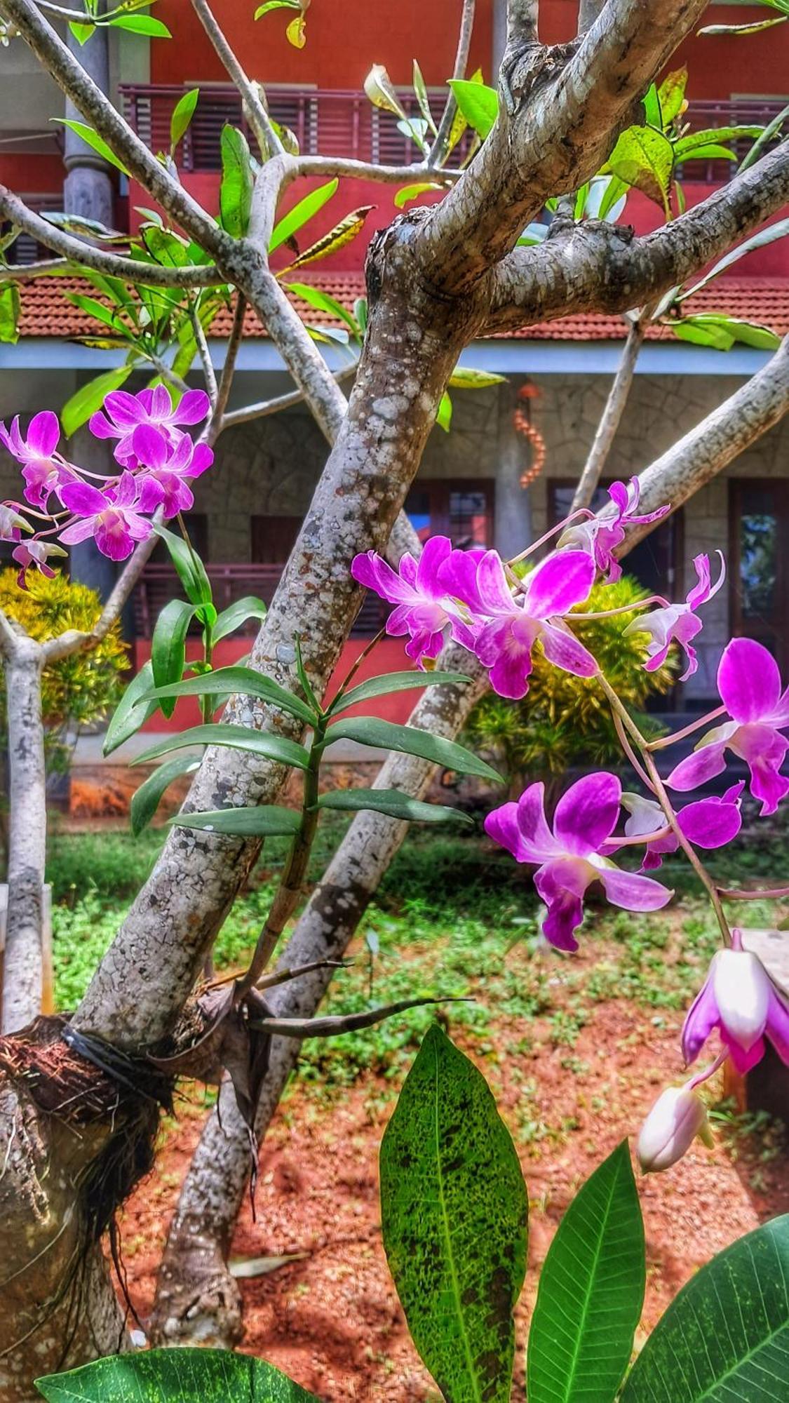 Vedic Heritage Boutique Hotel 可瓦兰 外观 照片